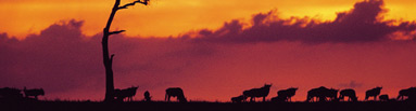 Africa