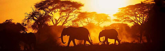 Africa & Indian Ocean winners revealed