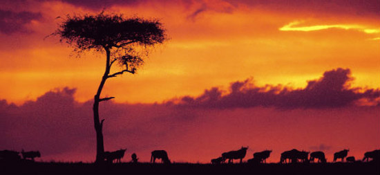 Kenya to Host